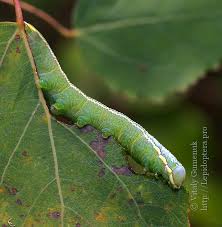 Attēlu rezultāti vaicājumam “Pterostoma palpina larva”