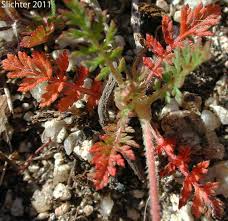 Attēlu rezultāti vaicājumam “Erodium cicutarium leaf”