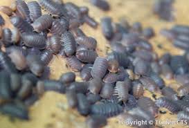 Attēlu rezultāti vaicājumam “Isomira murina”