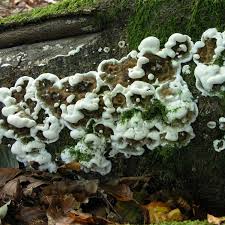 Attēlu rezultāti vaicājumam “Kretzschmaria deusta”