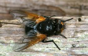 Attēlu rezultāti vaicājumam “Mesembrina meridiana”