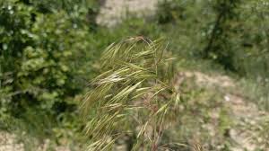 Attēlu rezultāti vaicājumam “Anisantha tectorum fruit”