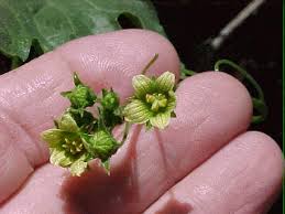 Attēlu rezultāti vaicājumam “Bryonia alba flower”