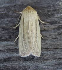 Attēlu rezultāti vaicājumam “Mythimna impura”