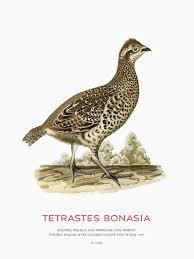 Attēlu rezultāti vaicājumam “Tetrastes bonasia female”