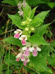 Image result for Melisse