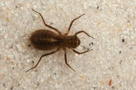 Attēlu rezultāti vaicājumam “Libellula quadrimaculata larva”