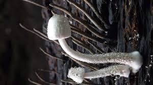 Attēlu rezultāti vaicājumam “fungi”