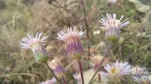 Attēlu rezultāti vaicājumam “Erigeron acris”