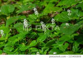 Attēlu rezultāti vaicājumam “Maianthemum bifolium”