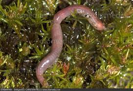 Attēlu rezultāti vaicājumam “Lumbricidae”