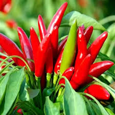 Afbeeldingsresultaat voor thai bird pepper hot pepper