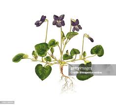 Image result for Veilchen