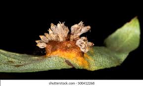 Attēlu rezultāti vaicājumam “Gymnosporangium sp.”