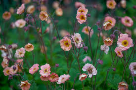 Attēlu rezultāti vaicājumam “Geum”