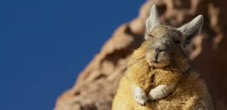 Image result for viscacha
