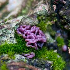 Attēlu rezultāti vaicājumam “Ascocoryne sarcoides”