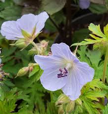 Attēlu rezultāti vaicājumam “Geranium pratense leaf”