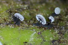 Attēlu rezultāti vaicājumam “Didymium aggregatum”