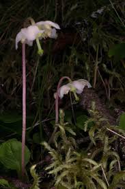 Attēlu rezultāti vaicājumam “Moneses uniflora flower”