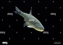 Image result for Squalius cephalus cavedanus