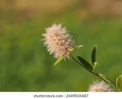 Attēlu rezultāti vaicājumam “Trifolium arvense flower”