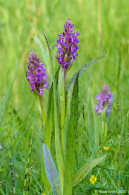 Attēlu rezultāti vaicājumam “Dactylorhiza cruenta flower”