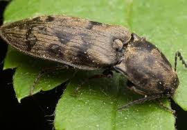 Attēlu rezultāti vaicājumam “Prosternon tessellatum”