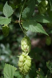 Attēlu rezultāti vaicājumam “Humulus lupulus bud”