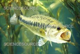 Image result for Micropterus salmoides