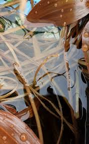 Attēlu rezultāti vaicājumam “Potamogeton compressus”