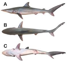 Image result for Carcharhinus brevipinna