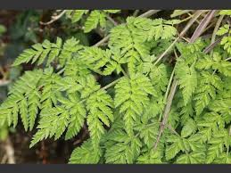 Attēlu rezultāti vaicājumam “Anthriscus sylvestris leaf”