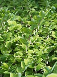 Attēlu rezultāti vaicājumam “Lonicera caerulea var. pallasii leaf”