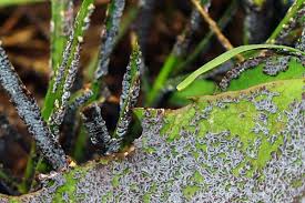 Attēlu rezultāti vaicājumam “Physarum sulphureum macro”