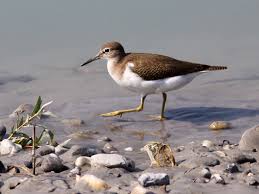 Attēlu rezultāti vaicājumam “Actitis hypoleucos”