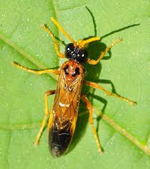 Attēlu rezultāti vaicājumam “Tenthredo campestris”