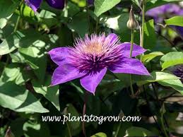 Image result for clematis multi blue