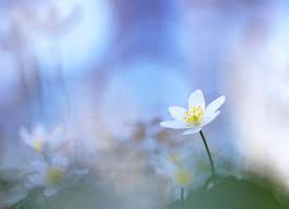 Image result for Buschwindröschen