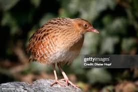 Image result for Crex crex