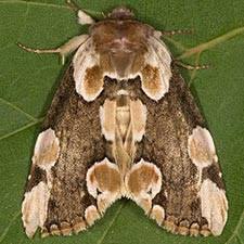 Attēlu rezultāti vaicājumam “Thyatira batis imago”