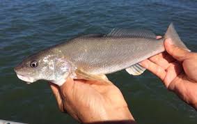 Image result for Menticirrhus americanus