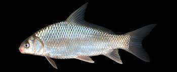 Image result for Carpiodes velifer