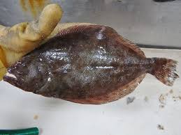 Image result for Paralichthys lethostigma