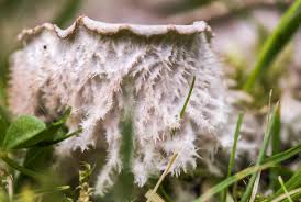 Attēlu rezultāti vaicājumam “Peltigera canina”