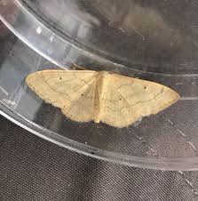 Attēlu rezultāti vaicājumam “Idaea straminata”
