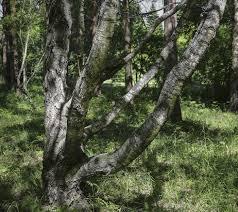 Attēlu rezultāti vaicājumam “Betula pendula var. carelica”