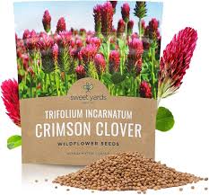 Image result for Trifolium incarnatum