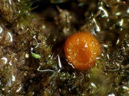 Attēlu rezultāti vaicājumam “Octospora splachnophila”