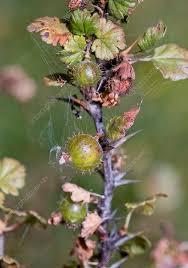 Attēlu rezultāti vaicājumam “Ribes uva-crispa leaf”